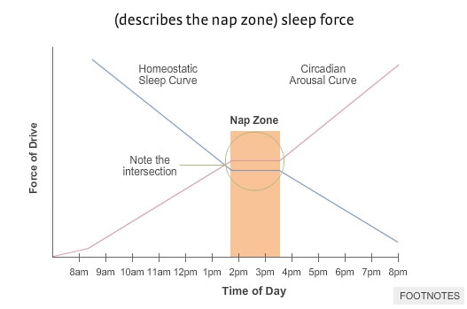Our alertness in the afternoon is the lowest, so that's the best time to take a nap. Credit: Brain Rules. Our alertness in the afternoon is the lowest, so that's the best time to take a nap. Credit: Brain Rules.